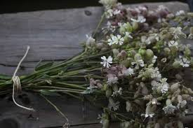 Attēlu rezultāti vaicājumam “Silene tatarica flower”