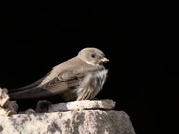 Image result for Ptyonoprogne rupestris