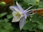 Cap'n Bob & the Damsel » COLUMBINE Flower