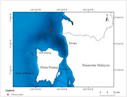 Image result for Crenimugil seheli