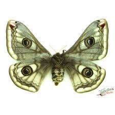 Attēlu rezultāti vaicājumam “Saturnia pavonia”