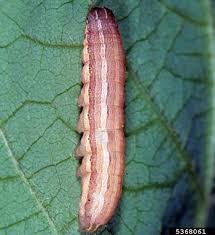 Attēlu rezultāti vaicājumam “Mythimna sp.”