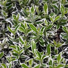 Attēlu rezultāti vaicājumam “Euonymus”