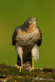 Attēlu rezultāti vaicājumam “Accipiter nisus male”