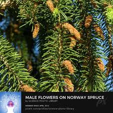 Attēlu rezultāti vaicājumam “Picea abies female flower”