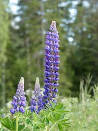 Attēlu rezultāti vaicājumam “Lupinus polyphyllus flower”