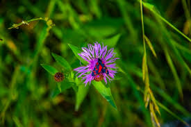 Attēlu rezultāti vaicājumam “Serratula tinctoria flower”