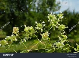 Attēlu rezultāti vaicājumam “Silene baccifera”