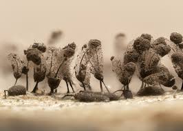 Attēlu rezultāti vaicājumam “Comatricha pulchella spores”