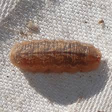 Attēlu rezultāti vaicājumam “Syrphus larva”