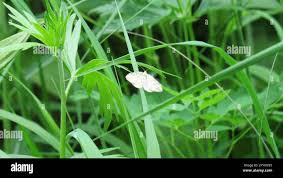 Attēlu rezultāti vaicājumam “Aethalura punctulata”