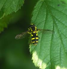 Attēlu rezultāti vaicājumam “Xanthogramma sp. male”