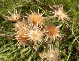 Attēlu rezultāti vaicājumam “Serratula tinctoria flower”