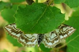 Attēlu rezultāti vaicājumam “Elophila nymphaeata”