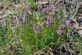 Attēlu rezultāti vaicājumam “Polygala comosa flower”
