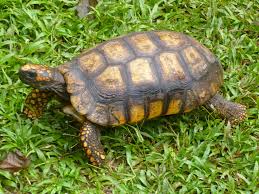 Attēlu rezultāti vaicājumam “Licea chelonoides”