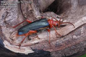 Attēlu rezultāti vaicājumam “Rhamnusium bicolor”