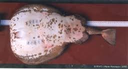 Image result for Torpedo marmorata