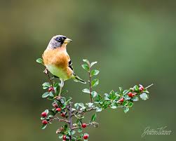 Attēlu rezultāti vaicājumam “Fringilla montifringilla”