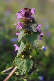 Attēlu rezultāti vaicājumam “Lamium purpureum”