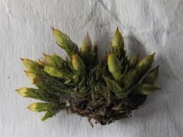 Attēlu rezultāti vaicājumam “Orthotrichum anomalum”