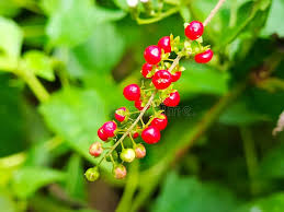 Attēlu rezultāti vaicājumam “Betula humilis fruit”