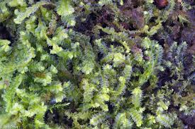 Attēlu rezultāti vaicājumam “Lophocolea bidentata”