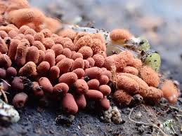 Attēlu rezultāti vaicājumam “Arcyria affinis spores”