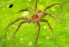 Attēlu rezultāti vaicājumam “Sparassidae”