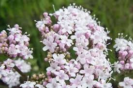 Image result for Baldrian