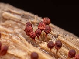 Attēlu rezultāti vaicājumam “Arcyria denudata spores”