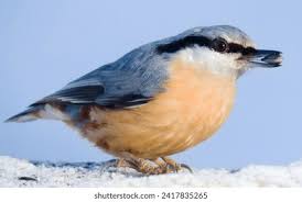 Image result for Sitta europaea