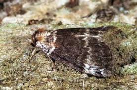 Attēlu rezultāti vaicājumam “Tetheella fluctuosa”