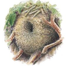 Attēlu rezultāti vaicājumam “Troglodytes troglodytes nest”