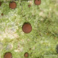 Attēlu rezultāti vaicājumam “Bacidia subincompta”