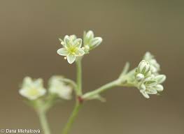 Attēlu rezultāti vaicājumam “Scleranthus perennis flower”