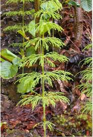 Attēlu rezultāti vaicājumam “Equisetum sylvaticum”