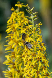 Attēlu rezultāti vaicājumam “Ligularia sibirica flower”