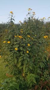 Attēlu rezultāti vaicājumam “Helianthus tuberosus leaf”