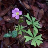 Attēlu rezultāti vaicājumam “Oxalidaceae”