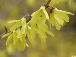 Attēlu rezultāti vaicājumam “Forsythia viridissima flower”