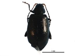 Attēlu rezultāti vaicājumam “Phyllotreta sp.”