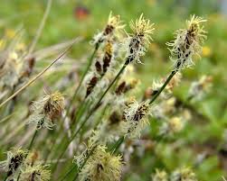 Attēlu rezultāti vaicājumam “Carex montana”