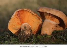 Attēlu rezultāti vaicājumam “Lactarius deliciosus”