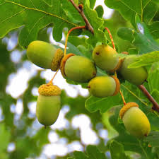 Attēlu rezultāti vaicājumam “Quercus robur fruit”