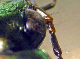 Attēlu rezultāti vaicājumam “Poecilus versicolor”