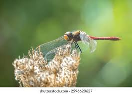 Attēlu rezultāti vaicājumam “Sympetrum vulgatum male”