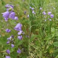 Image result for Campanula moesiaca