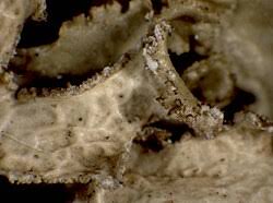 Attēlu rezultāti vaicājumam “Tuckermannopsis chlorophylla”