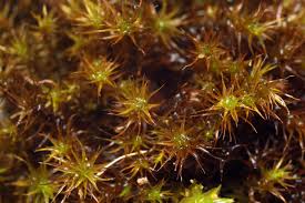 Attēlu rezultāti vaicājumam “Didymodon rigidulus”